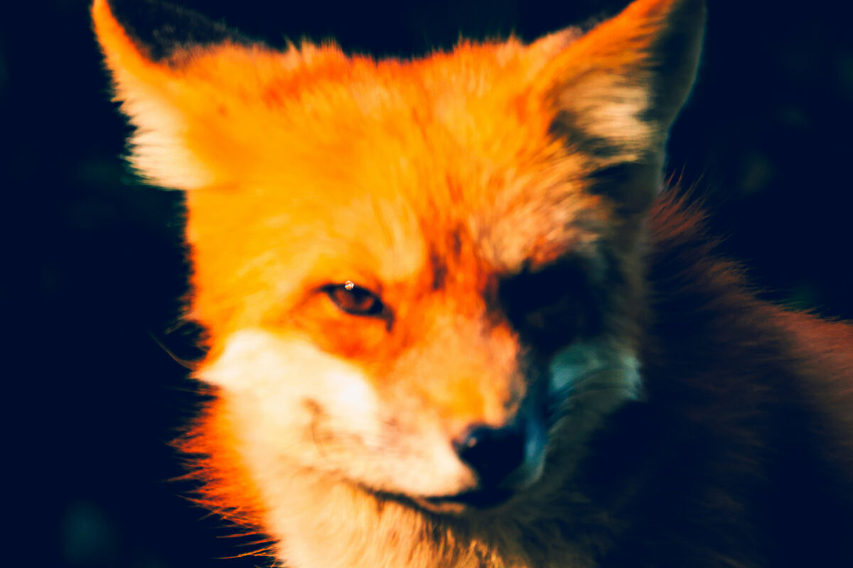 Firefoxのイメージ（狐）