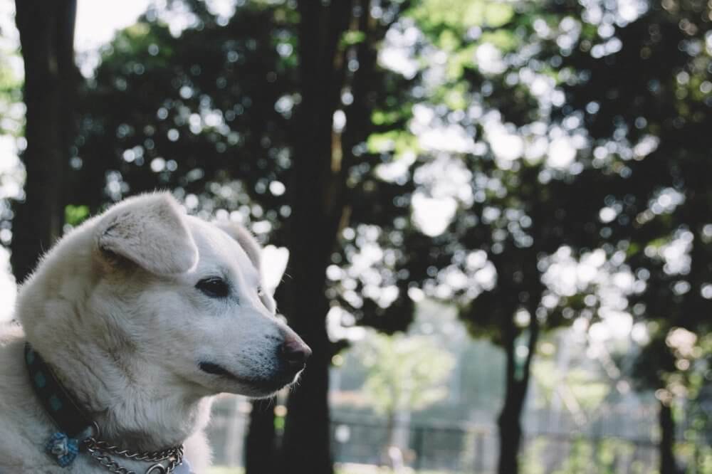 殺処分ゼロを願う絵本「ある犬のおはなし」一人でも多くの人に知ってもらいたい命の話
