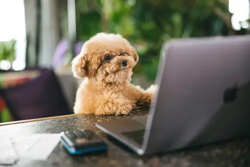 不正がないかチェックするトイプードル