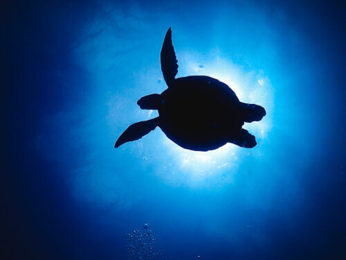 海中からのウミガメのシルエット